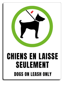 Chien en laisse seulement