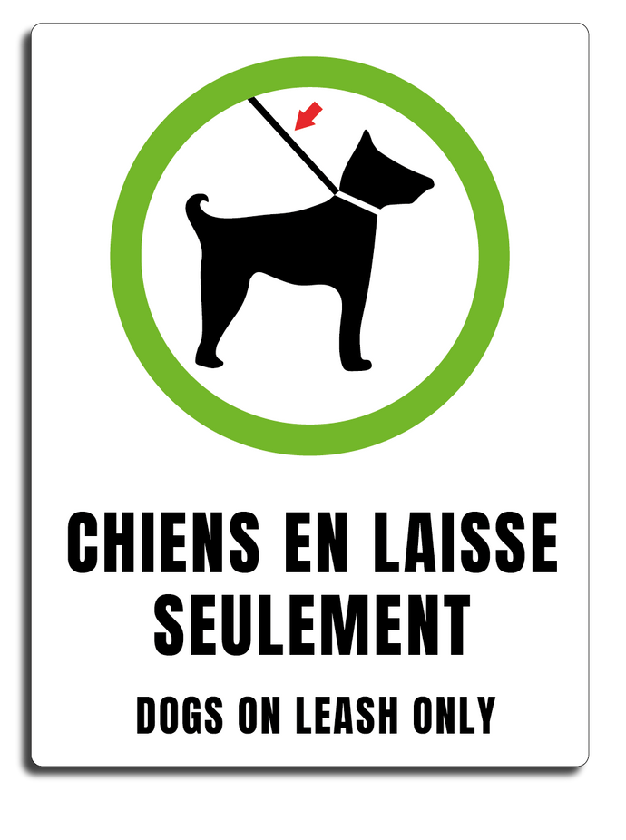 Chien en laisse seulement